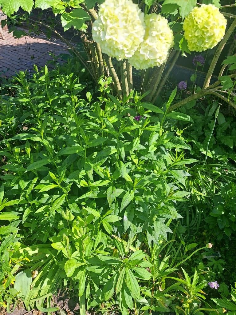 Vaste planten, o.a phloxen, Ophalen, Overige soorten, Volle zon