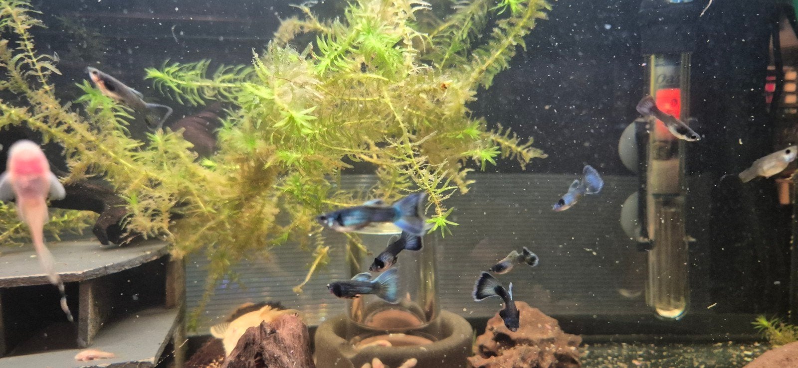 Prachtige raszuivere blue moscow guppen, Dieren en Toebehoren, Vis, Zoetwatervis, Schoolvis