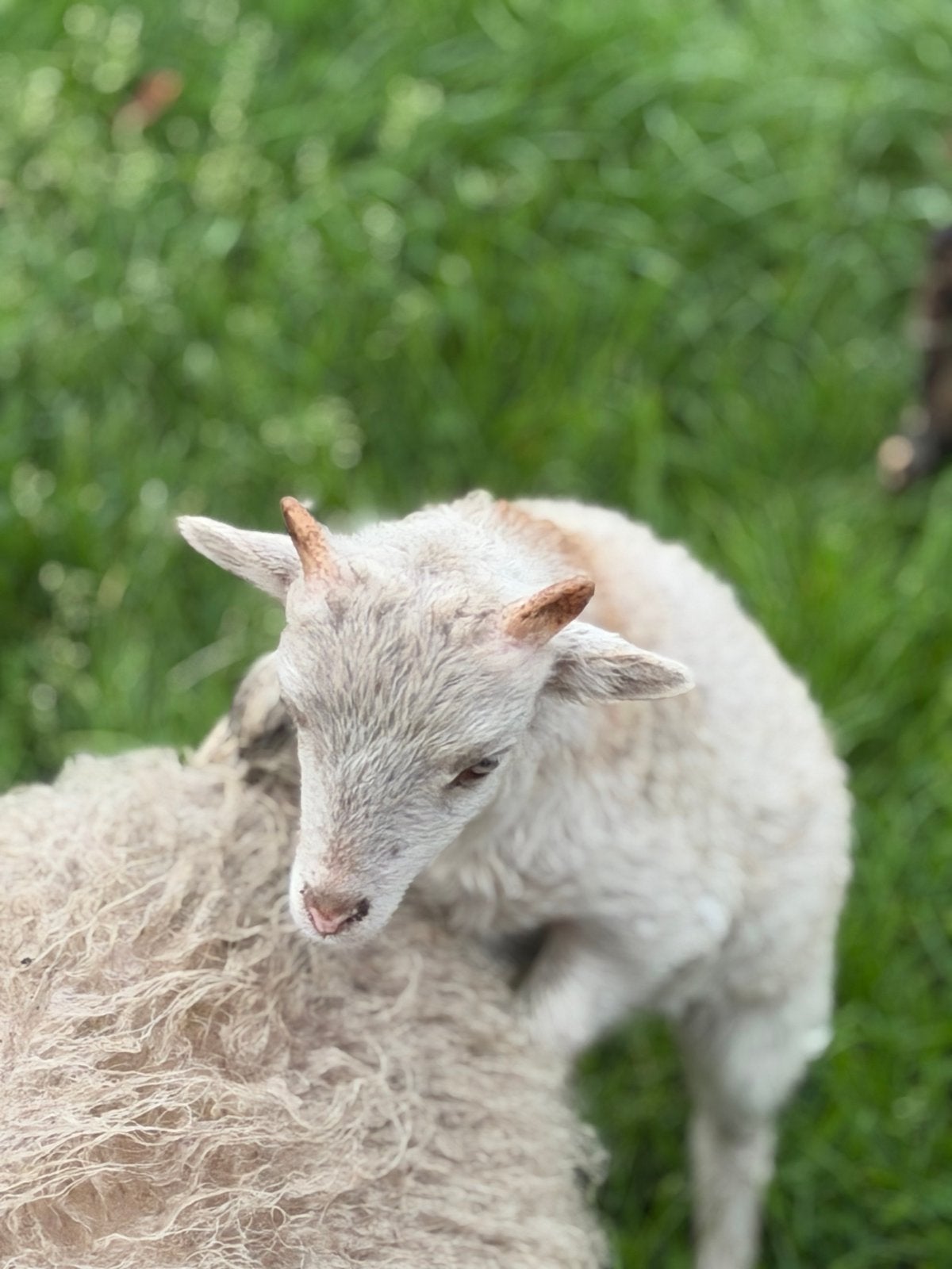 Ouessanr rammerje wit (2026), Dieren en Toebehoren, Mannelijk, Schaap