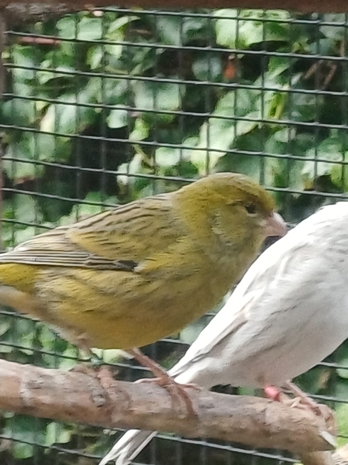 kanarie s, Mannelijk, Zangkanarie