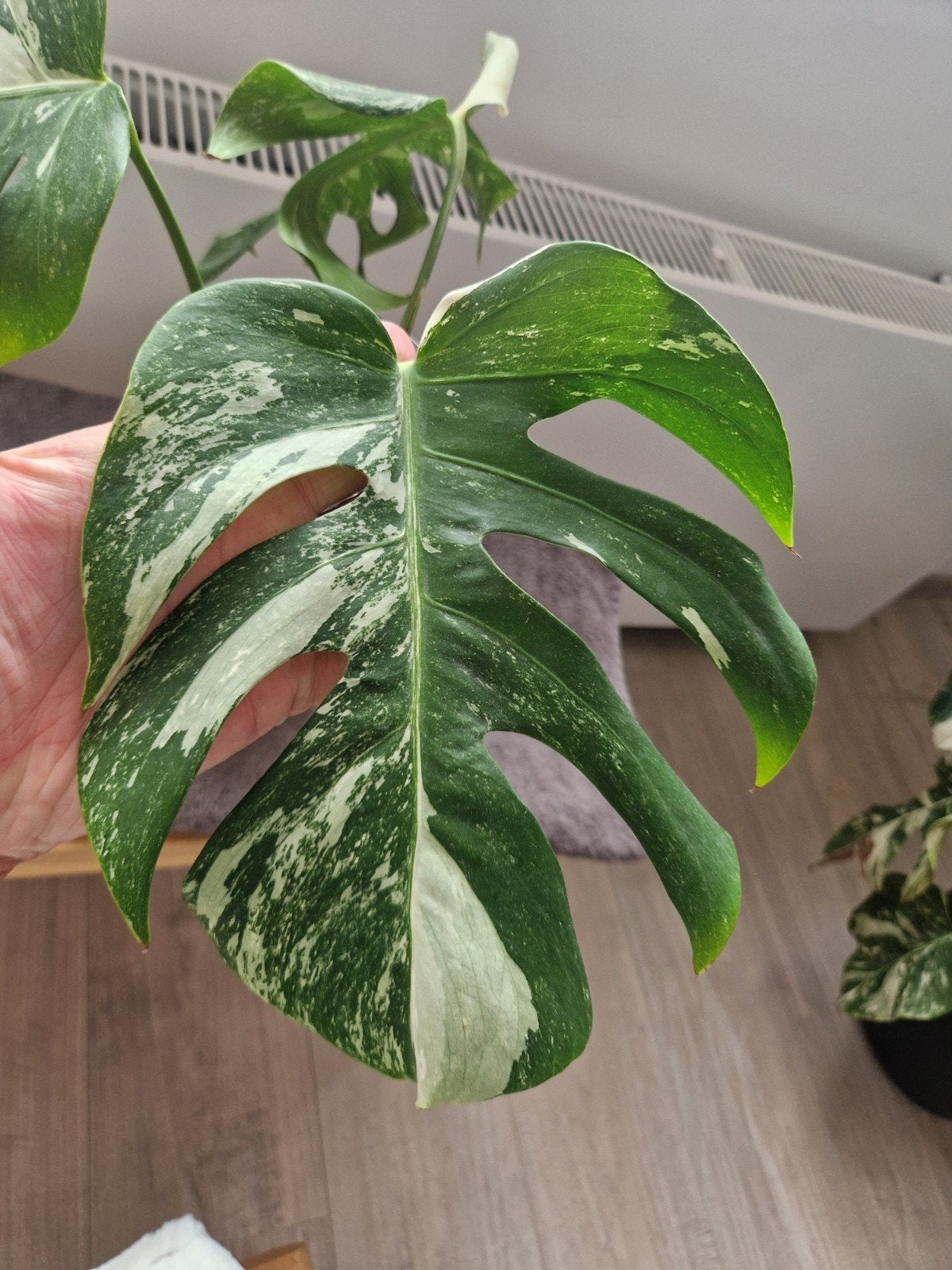 Monstera Deliciosa Albo Variegata stekken, Ophalen of Verzenden, Halfschaduw, Minder dan 100 cm