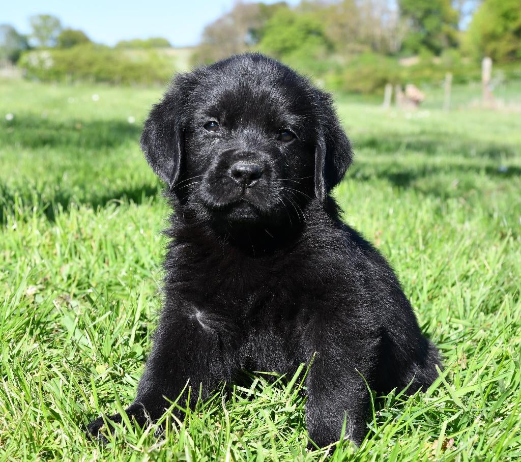 Uniek nestje Golden Retriever X Rottweiler pups., Parvo, Nederland, 8 tot 15 weken, Meerdere