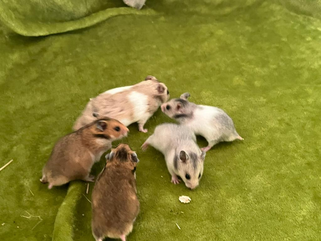 Baby goudhamsters syrische hamsters, Hamster, April, Meerdere dieren, Tam