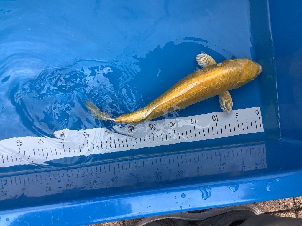 Yamabuki Ogon ( geel ) Japanse koi, Dieren en Toebehoren, Karper of Koi