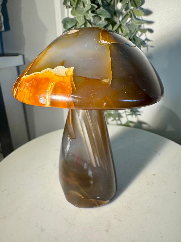 Agaat paddestoel, Verzamelen, Ophalen of Verzenden