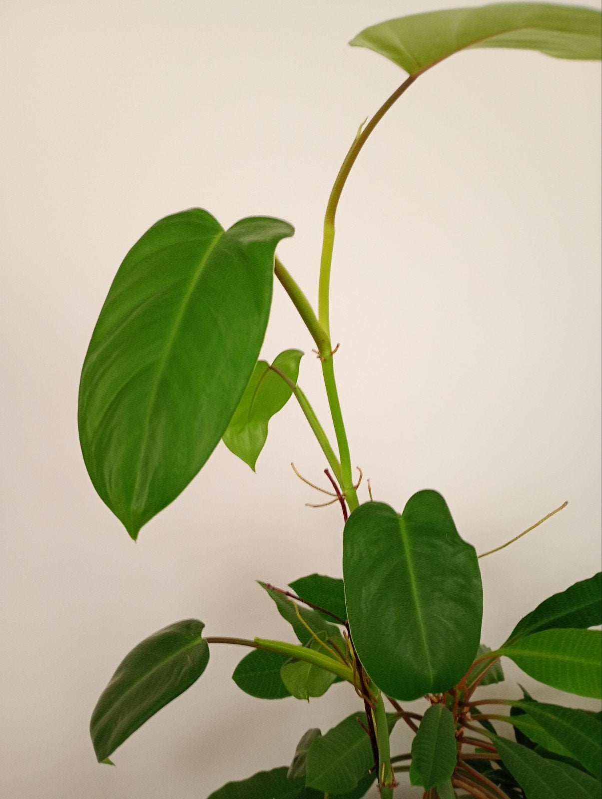 Philodendron van ca 85 cm hoog 1970 (Erubescens/Scandens?, Ophalen, Overige soorten, Halfschaduw, Minder dan 100 cm