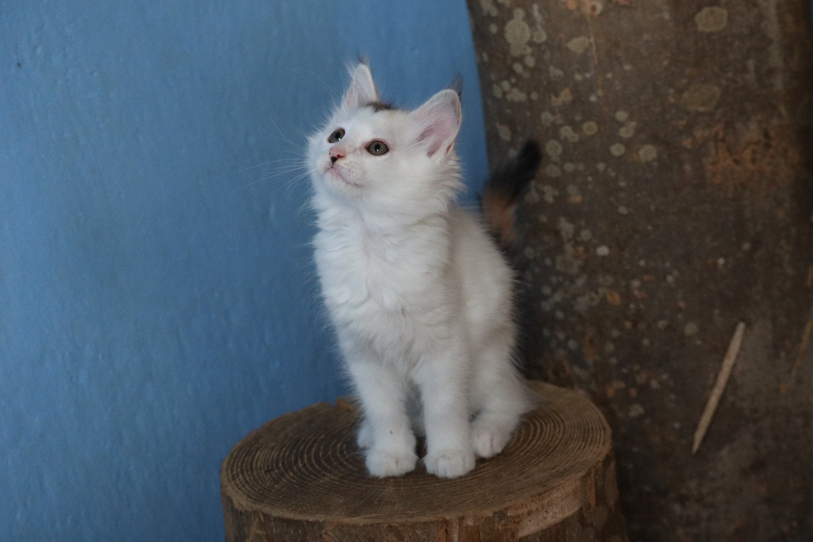 Lieve X Maine Coon kittens, Dieren en Toebehoren, Poes, Ontwormd, 0 tot 2 jaar