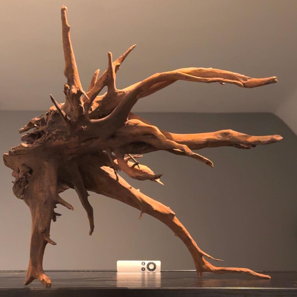 Enorm stuk Kienhout / Driftwood / Spiderwood, Hout Decoratie, Ophalen of Verzenden, Plant(en), Steen of Hout