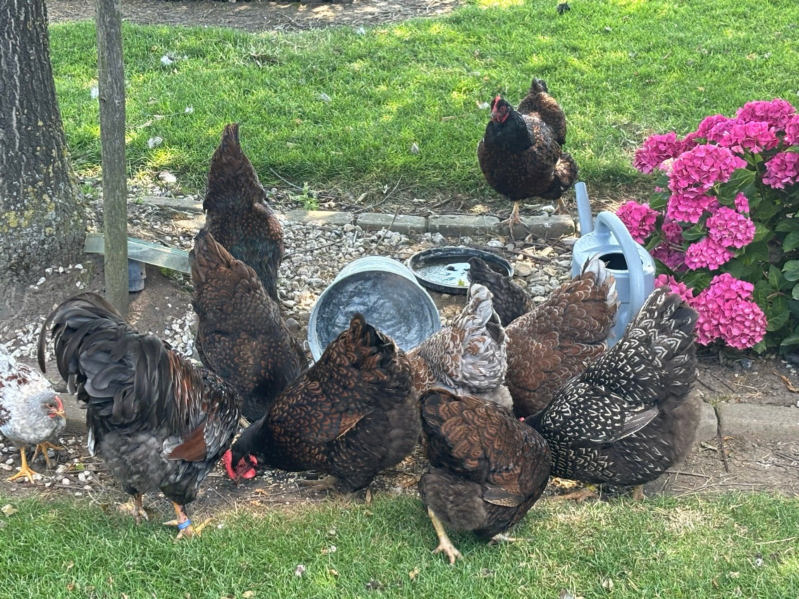 Barnevelder hennen dubbel gezoomd goud, Dieren en Toebehoren, Vrouwelijk, Kip