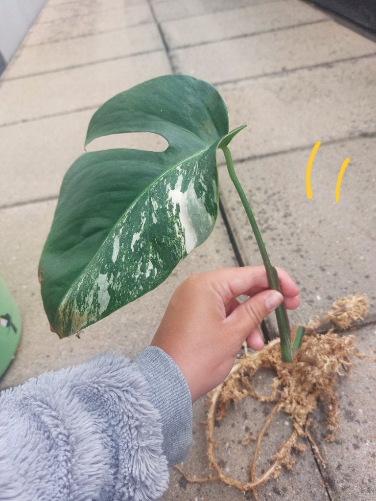 Monstera variegata stek nr11, Huis en Inrichting, Kamerplanten, Overige soorten, Minder dan 100 cm, Groene kamerplant, Halfschaduw