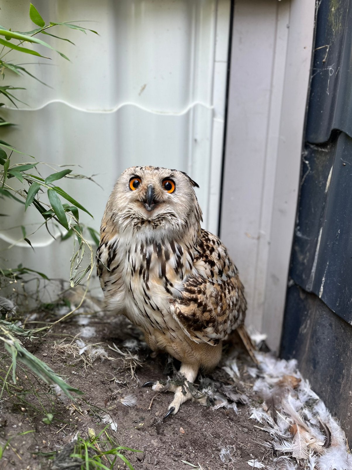 Kweekkoppel Siberische Oehoe’s, Dieren en Toebehoren, Vogels | Overige Vogels, Meerdere dieren, Roofvogel, Tam