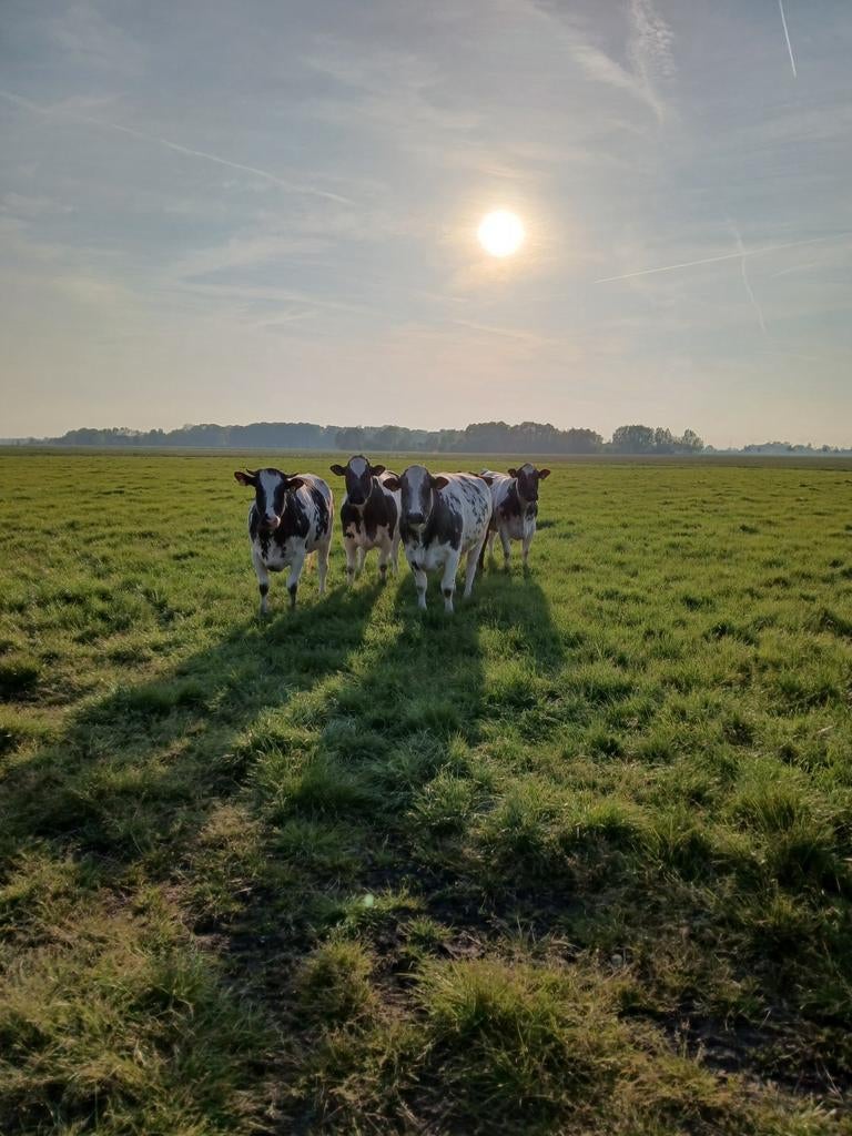 Drachtige vaarzen en koe, Dieren en Toebehoren, Runderen