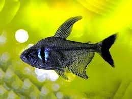zwarte fantoomzalm €2,95, Dieren en Toebehoren, Vissen | Aquariumvissen, Vis, Zoetwatervis