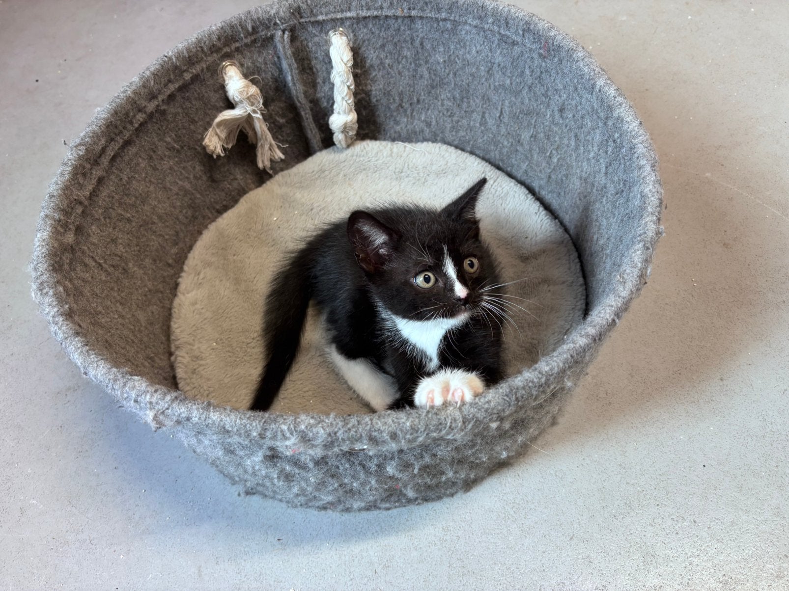 Gratis kitten, Dieren en Toebehoren, Kater