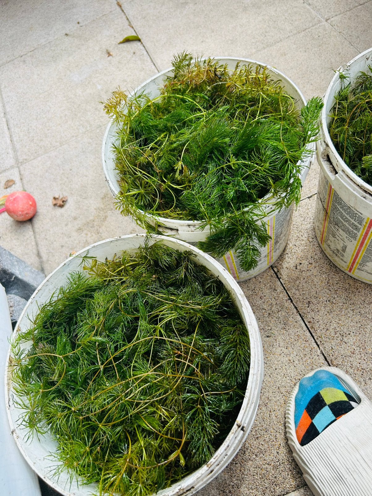Waterplanten voor een heldere vijver zuurstofplant hoornblad, Tuin en Terras, Vijvers, Ophalen, Nieuw