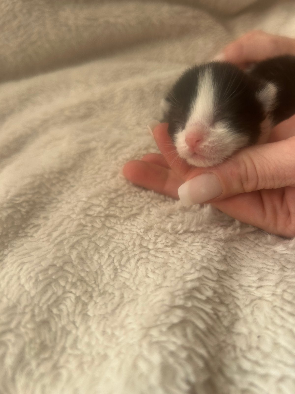 Kittens te koop, Geslacht onbekend, 0 tot 2 jaar
