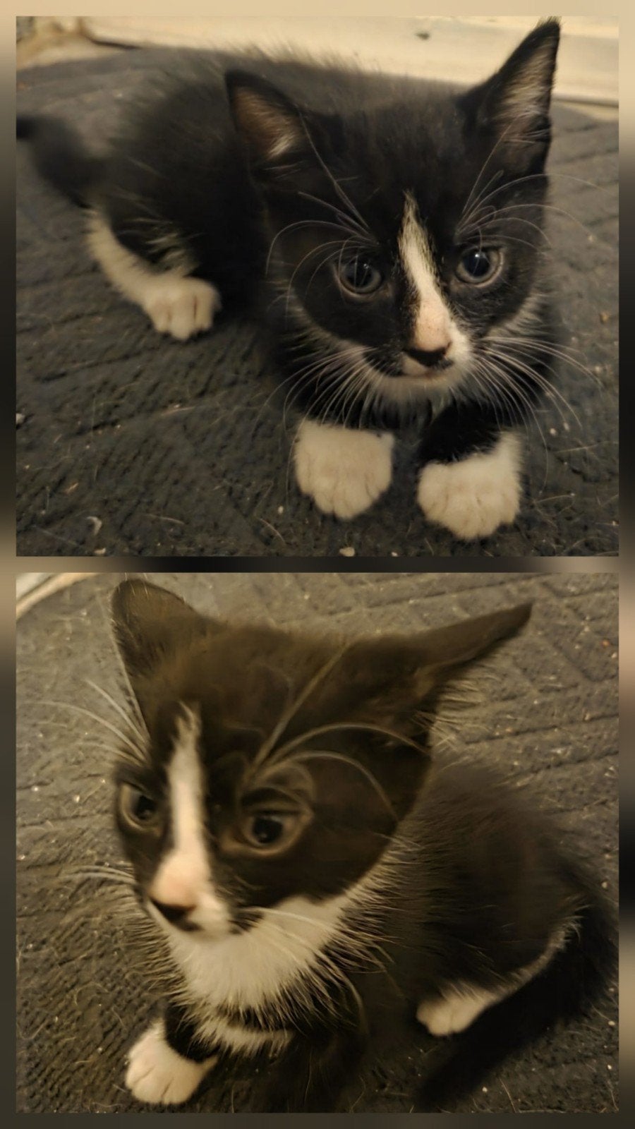 Te koop 3 Europesen kortharige kittens 8 weken oud, Meerdere dieren, Ontwormd, 0 tot 2 jaar