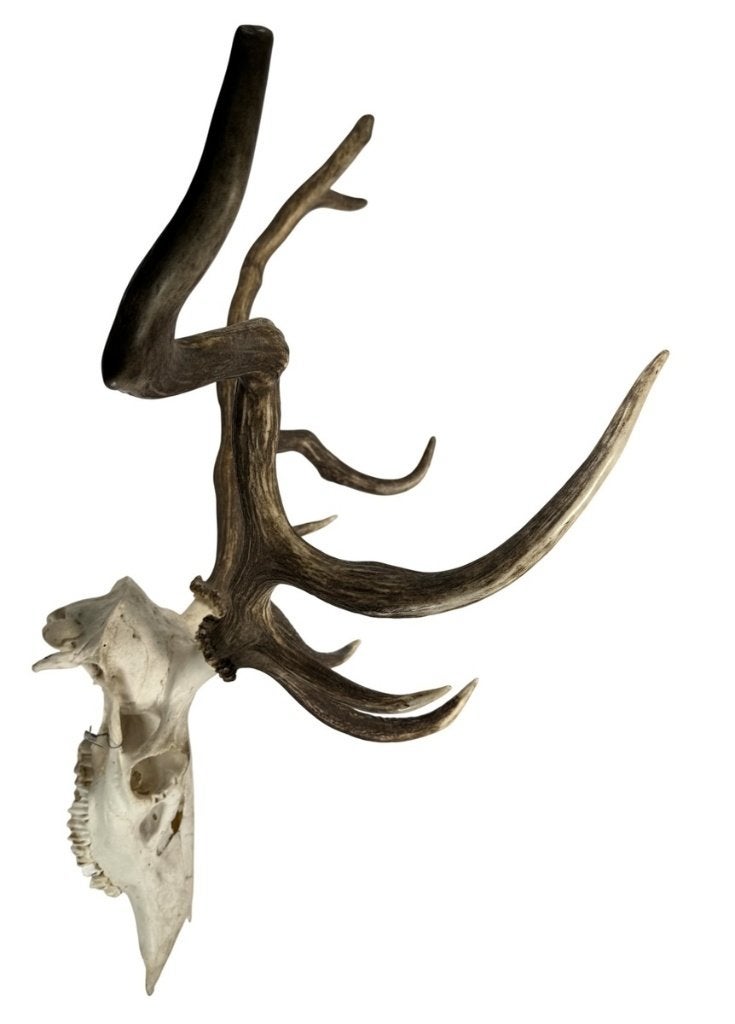 1117. Hertengewei met schedel – taxidermie, 20e eeuw, Ophalen of Verzenden, Zo goed als nieuw, Hert, Gewei of Kop