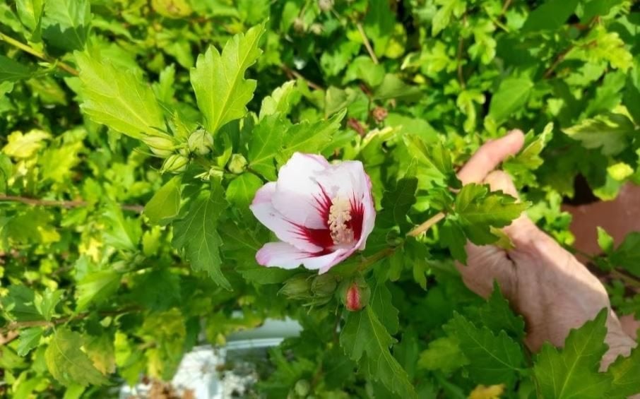 Hibiscus diverse soorten, Ophalen, Overige soorten, Struik, 100 tot 250 cm
