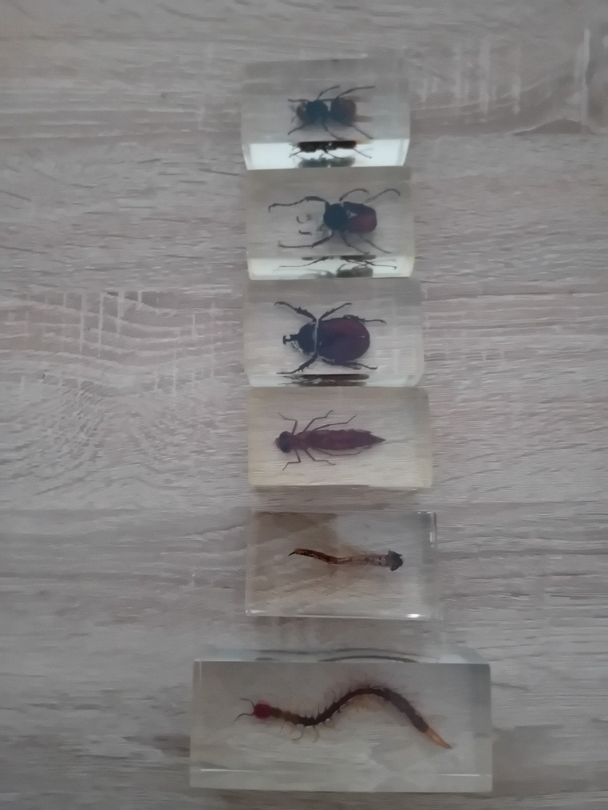 6 insecten in harsblokken, Verzamelen, Dierenverzamelingen, Ophalen of Verzenden, Beeldje of Figuurtje