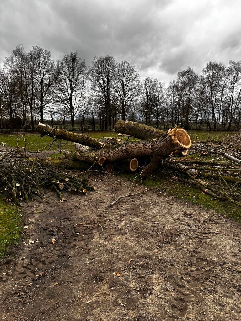Populier hout stookhout haardhout, Tuin en Terras, Minder dan 3 m³, Ophalen, Stammen