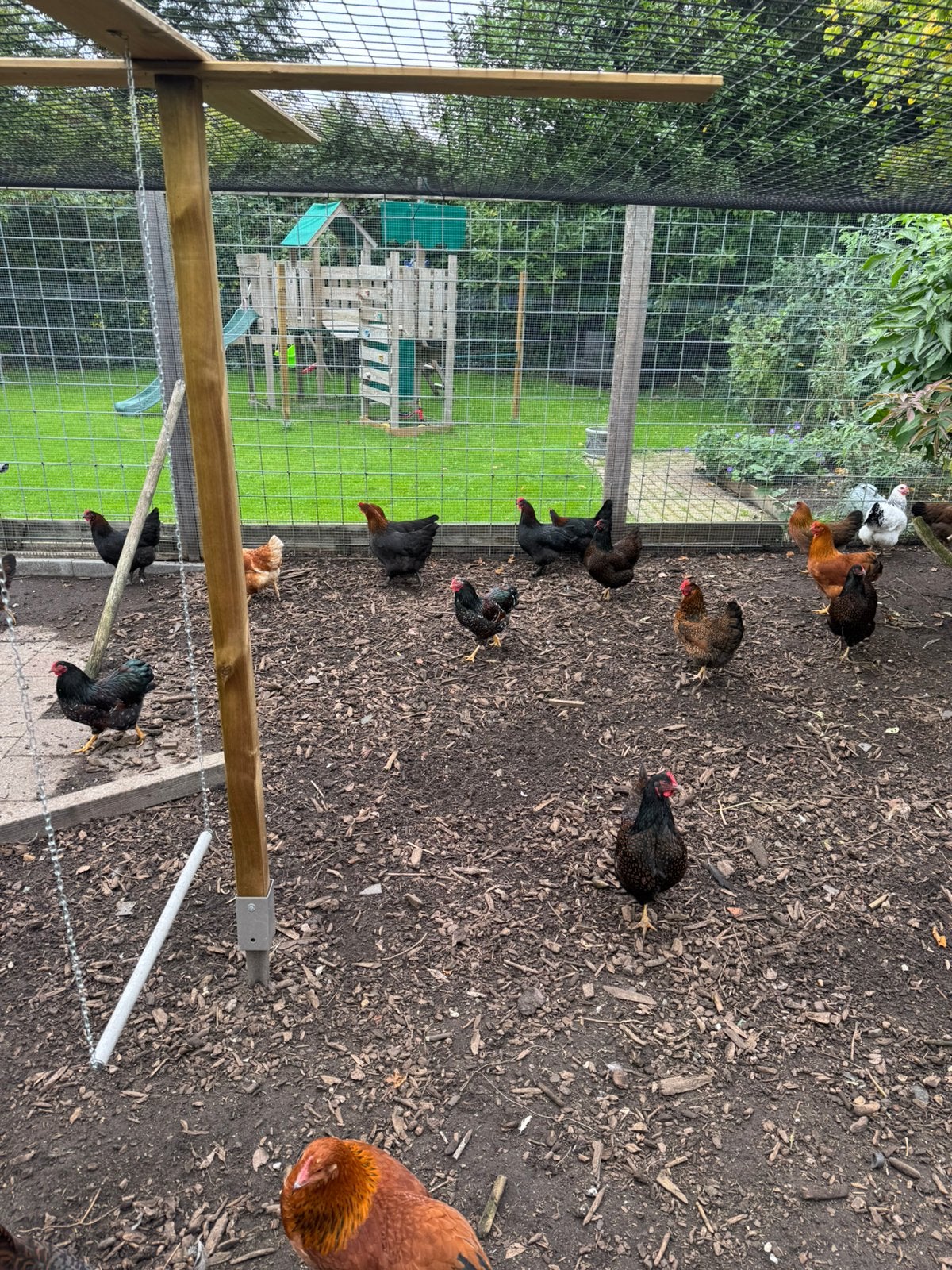 Hen en 2 Hanen Wyandotte kriel porselein (ras) Geen slacht!, Dieren en Toebehoren, Meerdere dieren, Kip