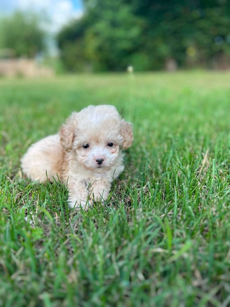 Prachtige maltipoo pups bij ons geboren!!, Parvo, België, 8 tot 15 weken, Meerdere