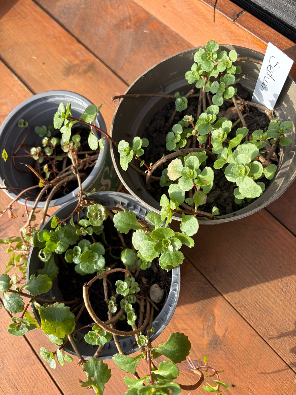 2x sedum vetplant - 2 voor €1,50, Volle zon, Vaste plant, Bloeit niet, Ophalen