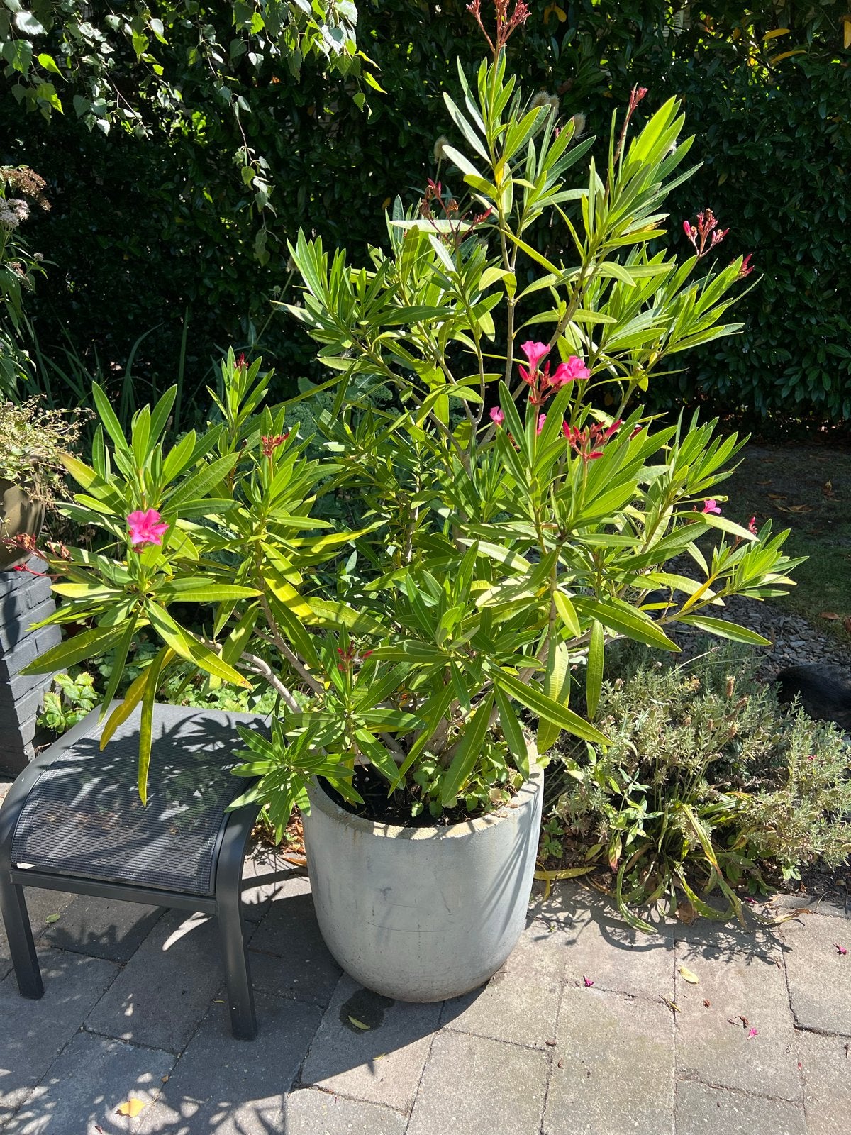 Prachtige Oleander in pot - Mediterrane sfeer, Tuin en Terras, Volle zon, Vaste plant, Zomer, Ophalen