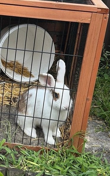 Baby konijn rammetje, Dieren en Toebehoren, Mannelijk, Klein, 0 tot 2 jaar