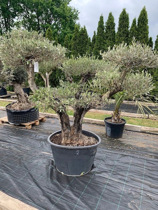Olijfbomen PomPon, Tuin en Terras, Planten | Bomen, Lente, 100 tot 250 cm, Olijfboom, Ophalen