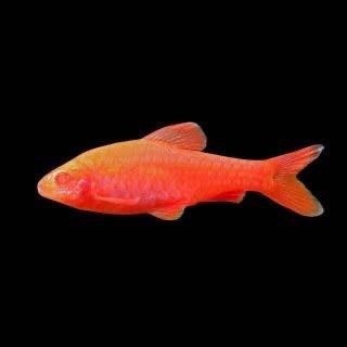 Albino Cherry Barbeel (Puntius Titteya Albino), Vis, Zoetwatervis, Schoolvis