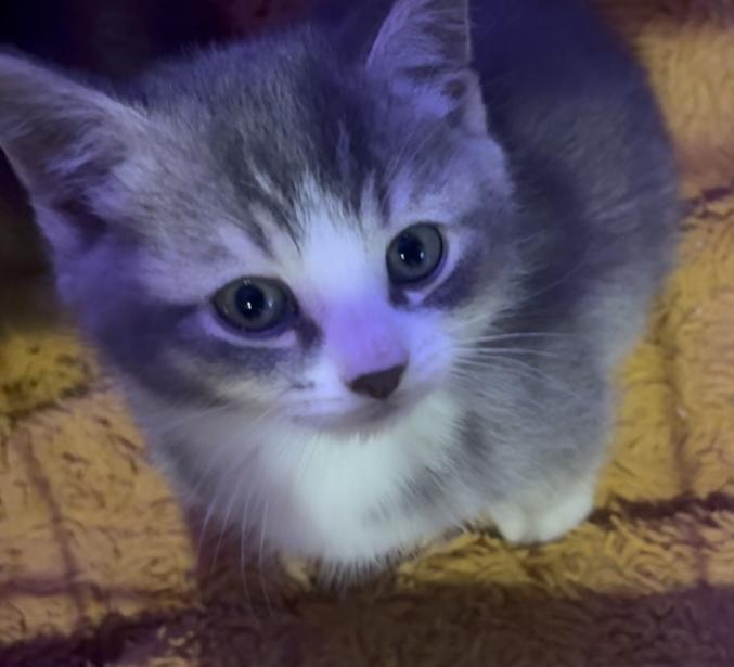 Te koop blue/golden shaded britse korthaar katertje, 0 tot 2 jaar