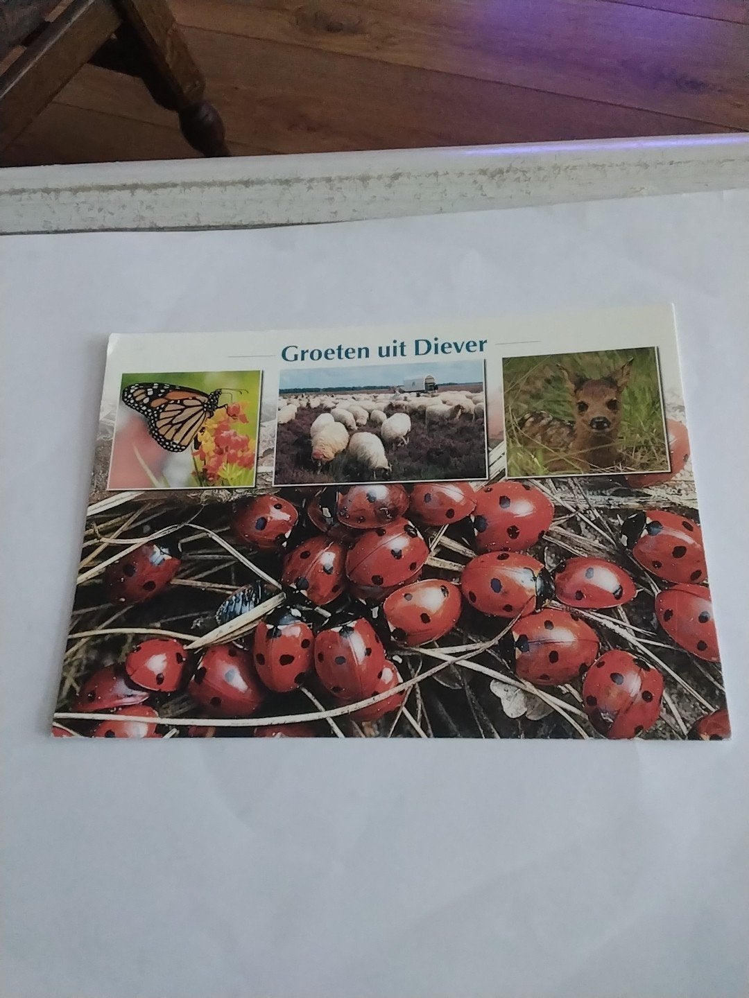 Ansichtkaart Groeten uit Diever - Lieveheersbeestjes, Ophalen of Verzenden