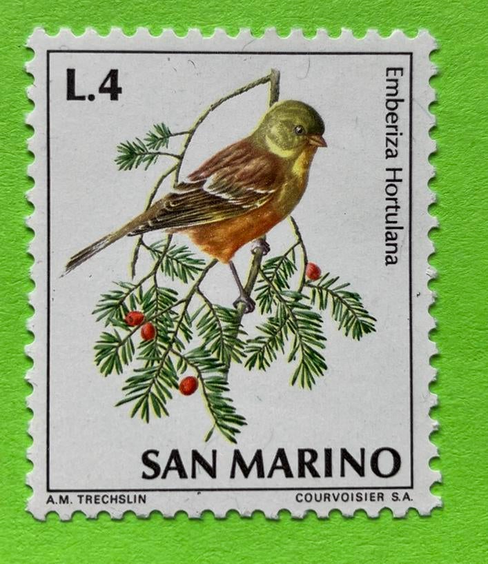 Vogel, Ophalen of Verzenden, Dier of Natuur