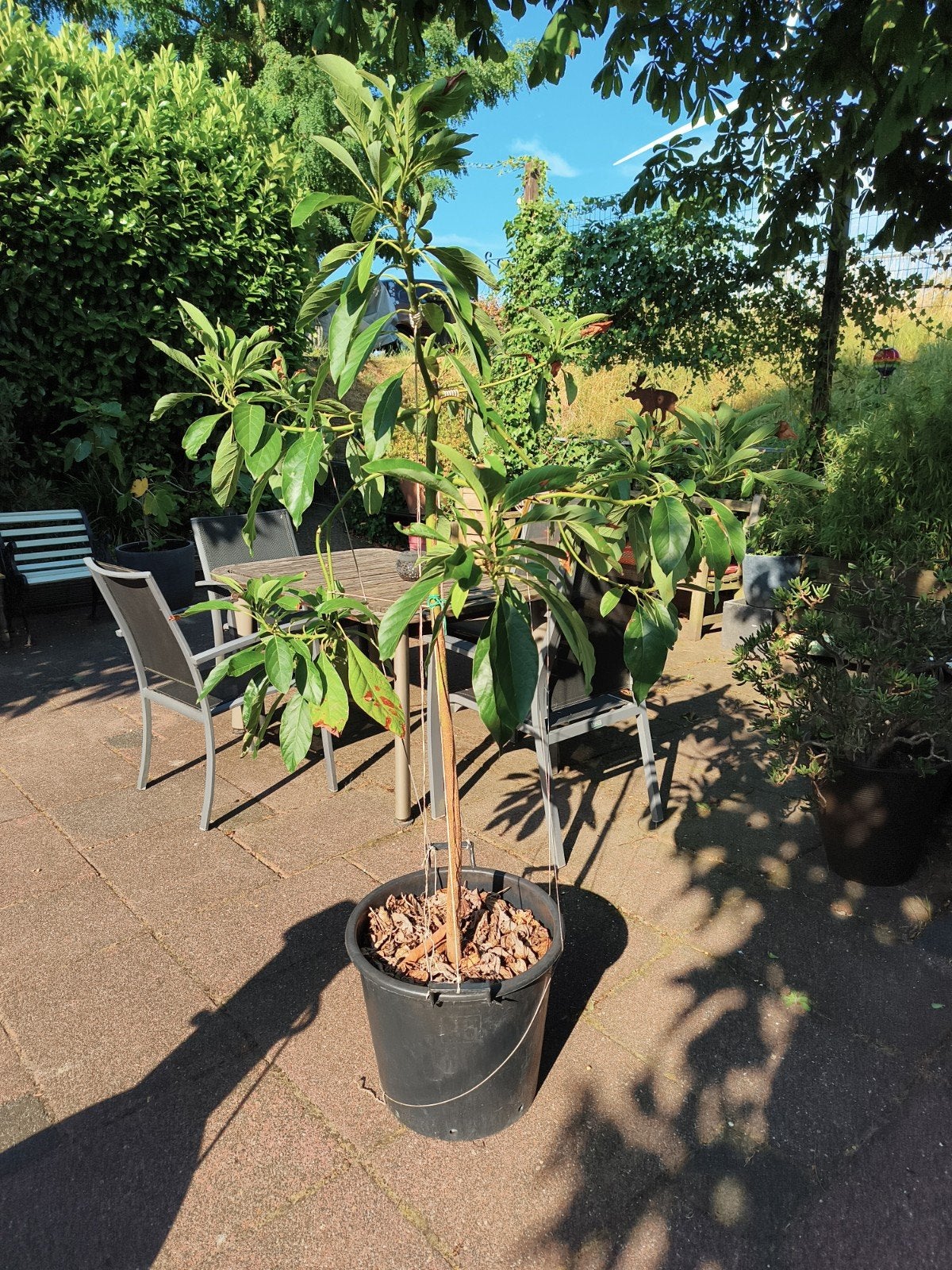 Avocado plant, Ophalen, Overige soorten, Volle zon