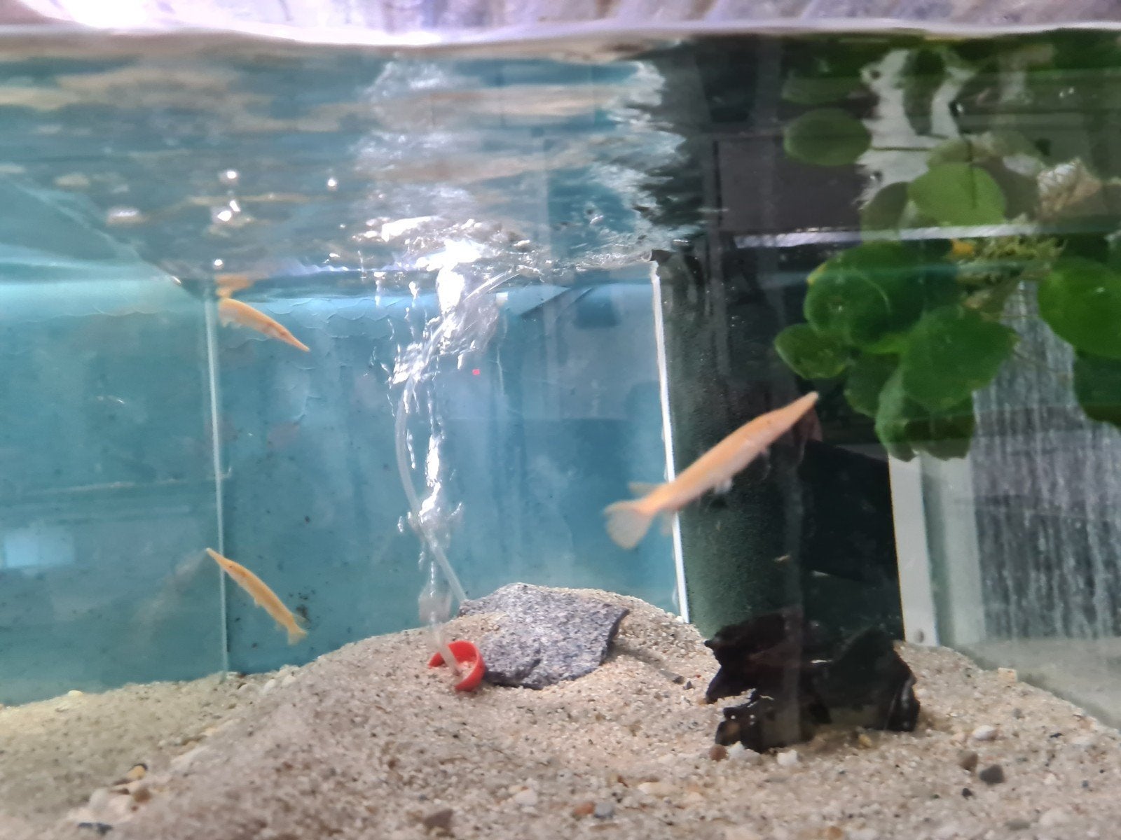 Albino Alligator Gar, Atractosteus Spatula Albino, beensnoek, Dieren en Toebehoren, Vissen | Aquariumvissen, Vis, Zoetwatervis