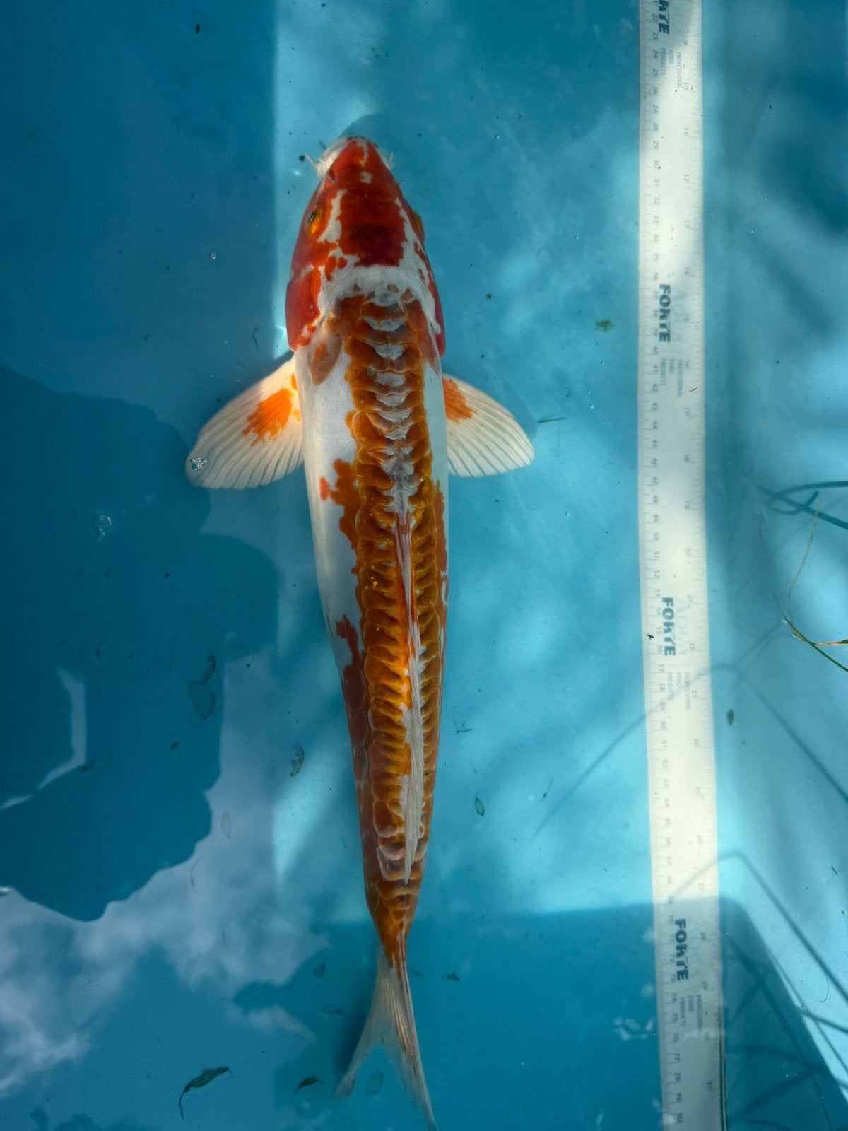 Beni kikokurya koi, Karper of Koi
