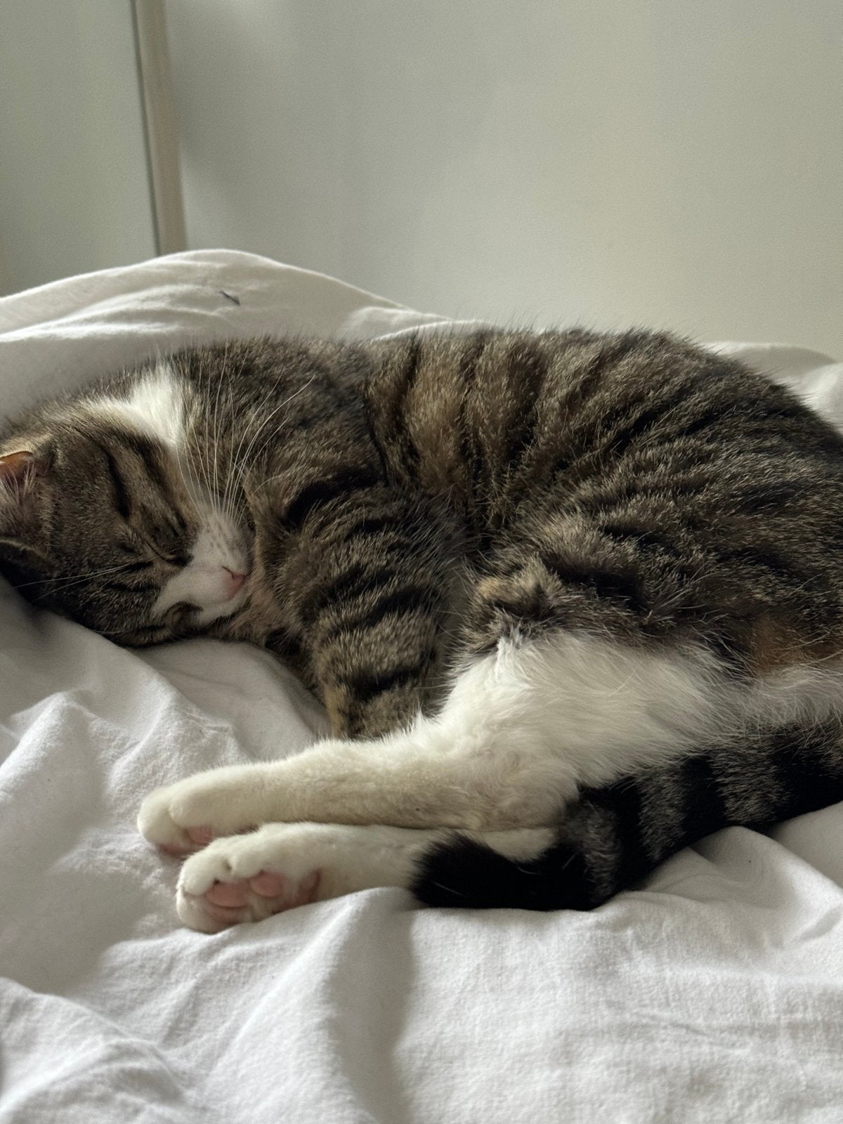 Lieve buitenpoes: opzoek naar liefdevol nieuw huisje, Poes