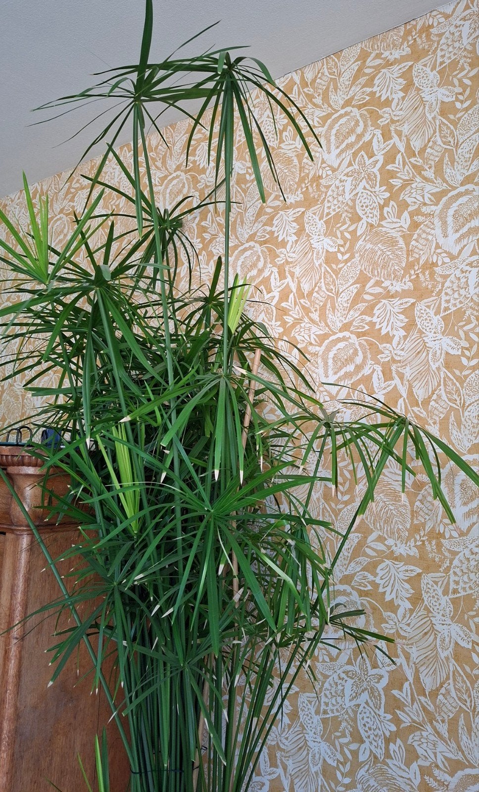 Papyrus groot in pot, Ophalen, 200 cm of meer, Overige soorten, Halfschaduw