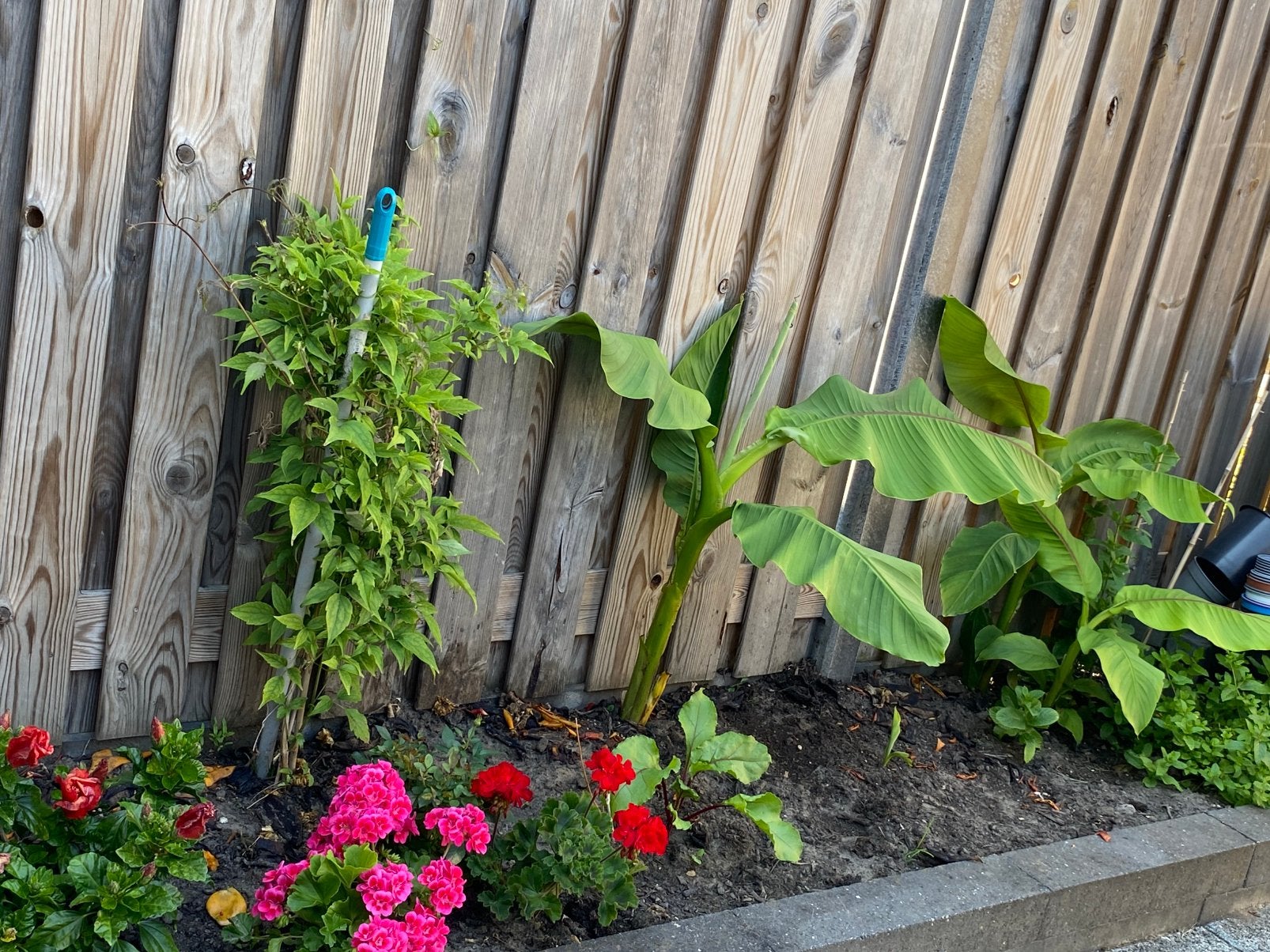 Banaan plant, Tuin en Terras, Planten | Tuinplanten, Ophalen of Verzenden, Overige soorten, Volle zon