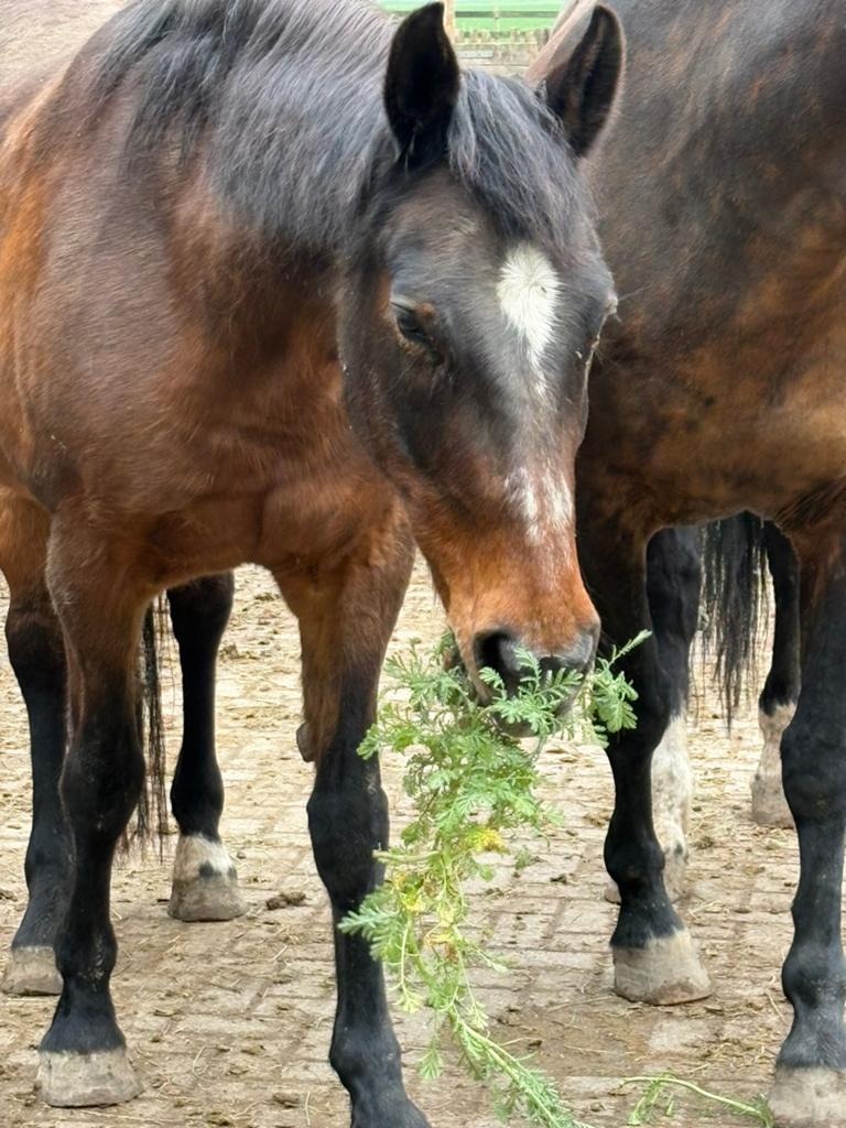 Weidemaatje (pony) gezocht, Dieren en Toebehoren, Pony's, Niet van toepassing, A pony (tot 1.17m), Ingeënt, Meerdere dieren