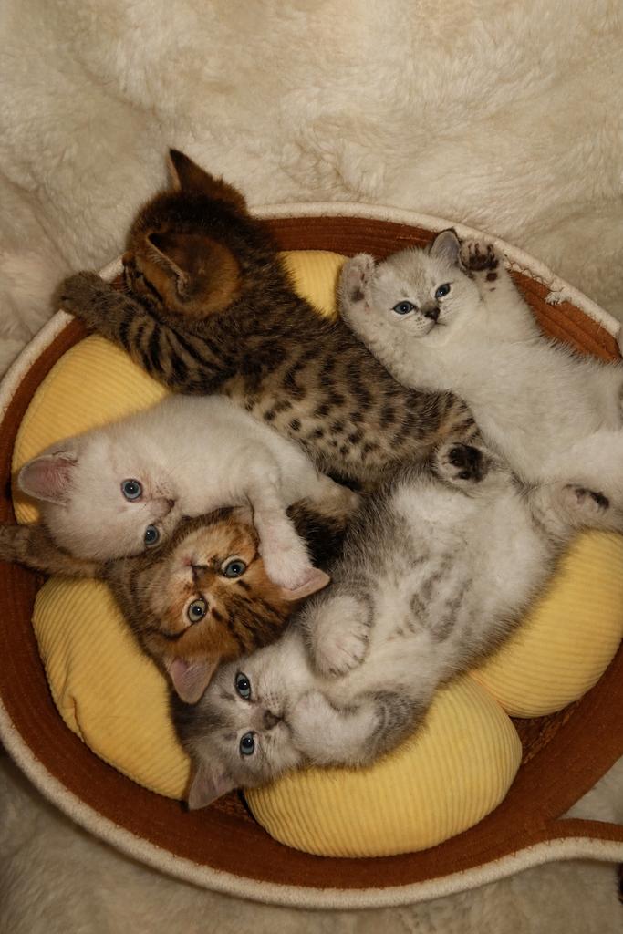 100% britse korthaar kittens, Meerdere dieren, Met stamboom, 0 tot 2 jaar