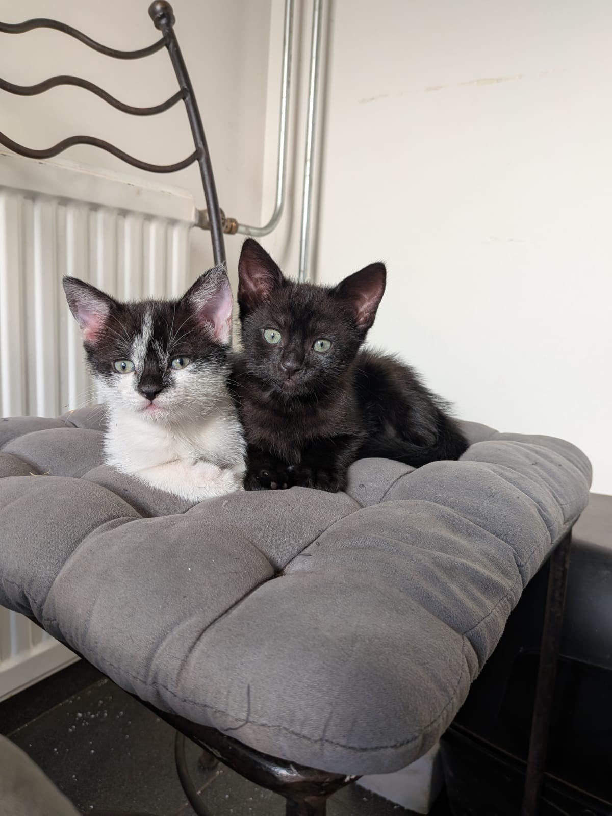 lieve kittens zoeken for ever home, Dieren en Toebehoren, Poes, 0 tot 2 jaar