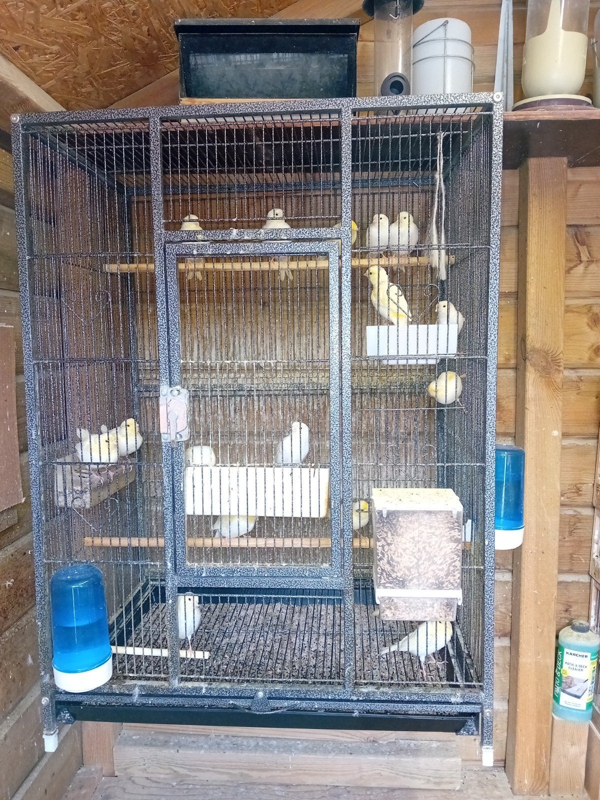 geel mozaiek kanarie s van dit jaar tekoop, Dieren en Toebehoren, Vogels | Hokken en Kooien, Ophalen of Verzenden, Zo goed als nieuw