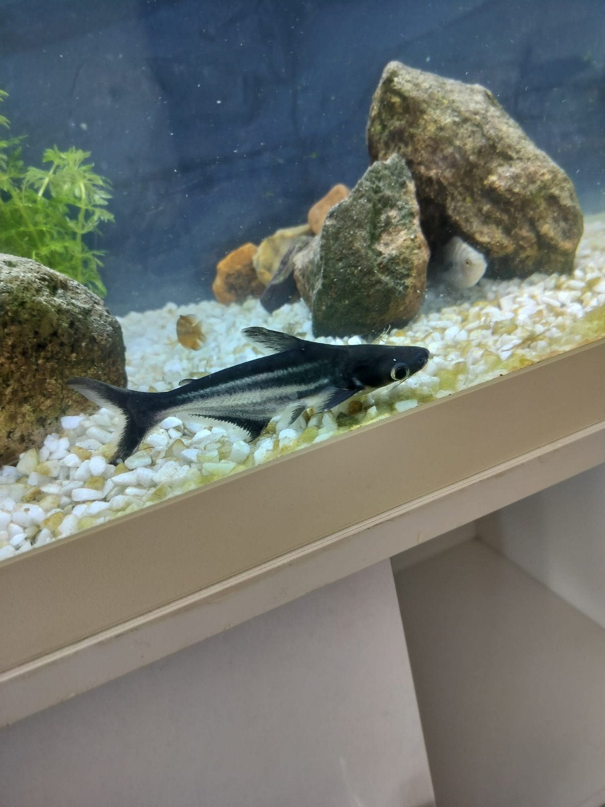 Pangasius (blauwe haai), Dieren en Toebehoren, Vissen | Aquariumvissen, Vis