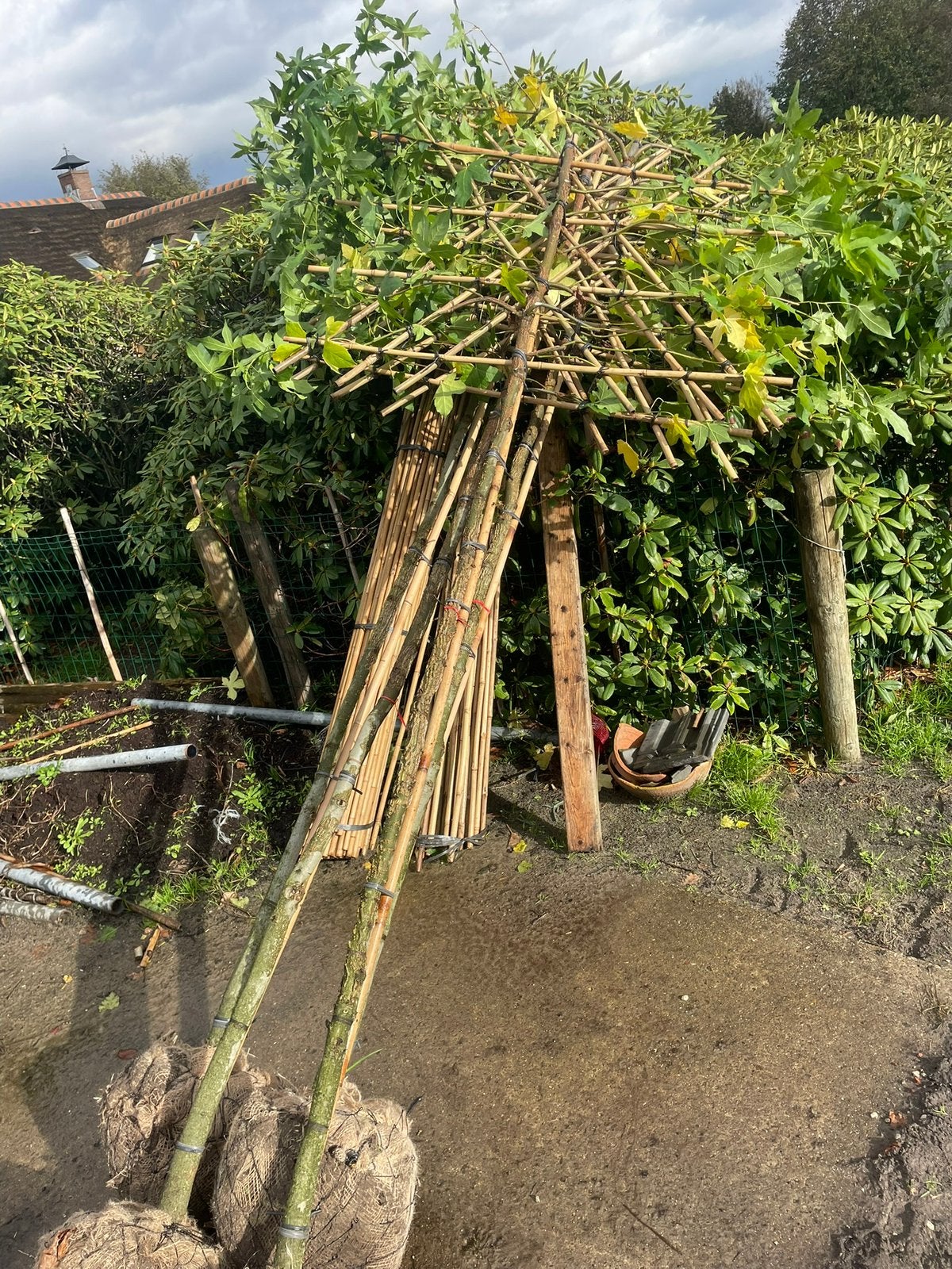 Lei Liquidambar 10-12 cm tot 18-20 cm, Tuin en Terras, Planten | Bomen, Ophalen, Halfschaduw, Leiboom, 100 tot 250 cm