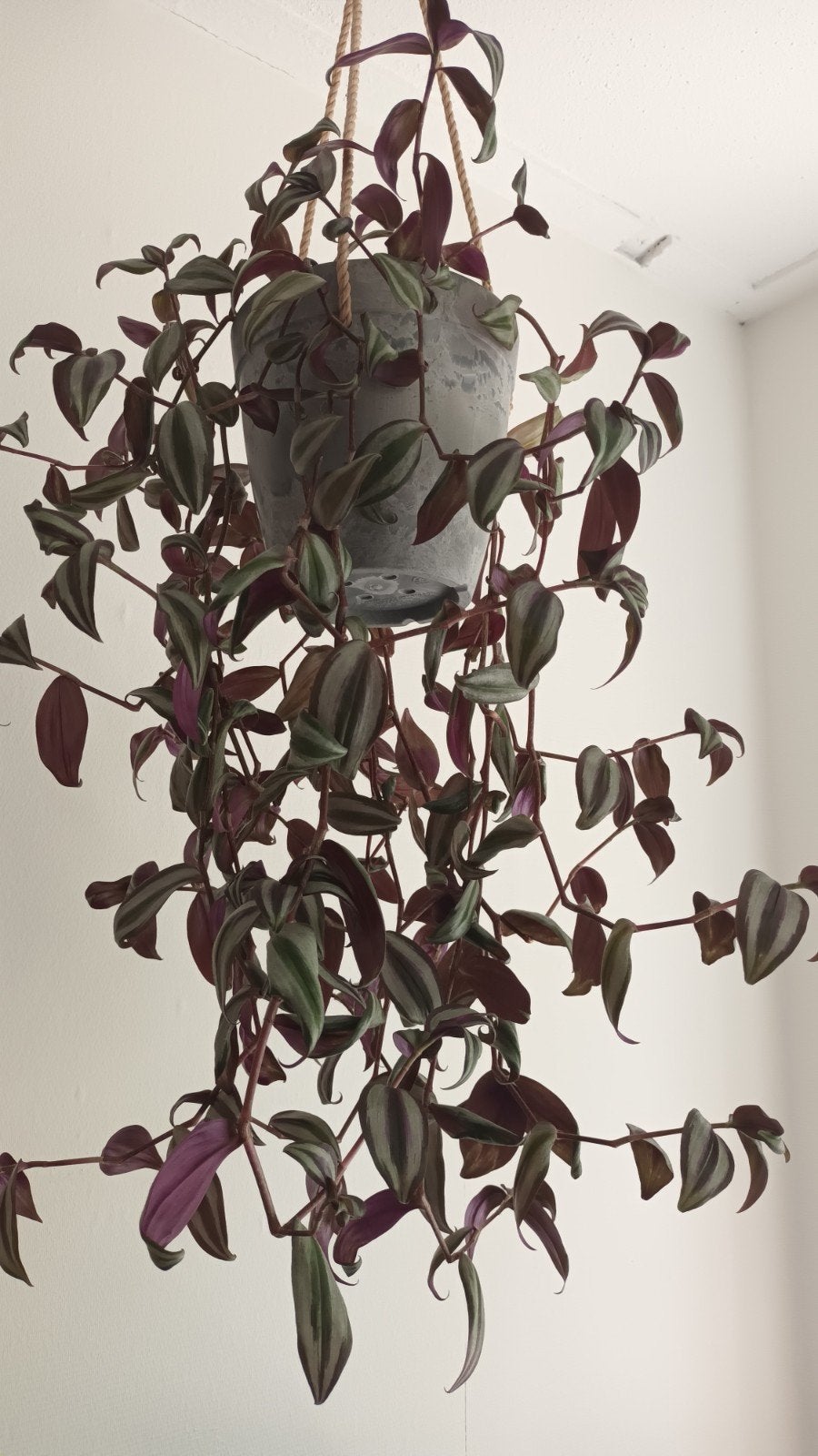Tradescantia Zebrina - Volle en Kleurrijke Hangplant, Huis en Inrichting, Kamerplanten, Ophalen, Overige soorten, Halfschaduw