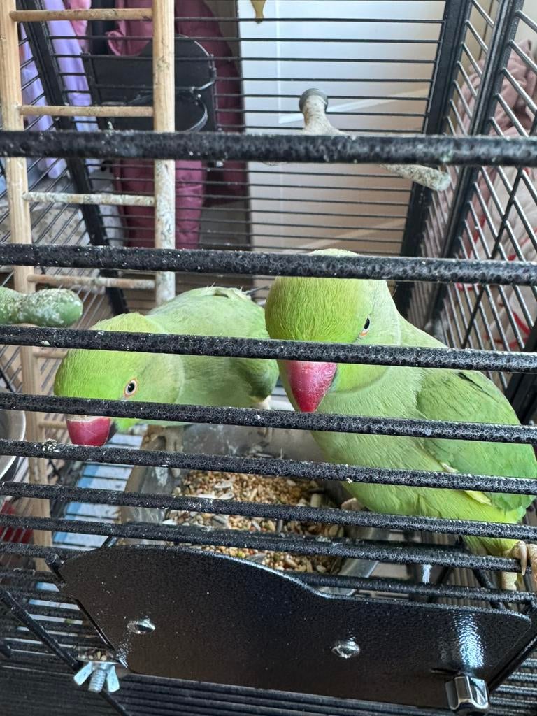 Twee  halsbandparkieten (broertjes) – evt. met kooi, Meerdere dieren, Papegaai