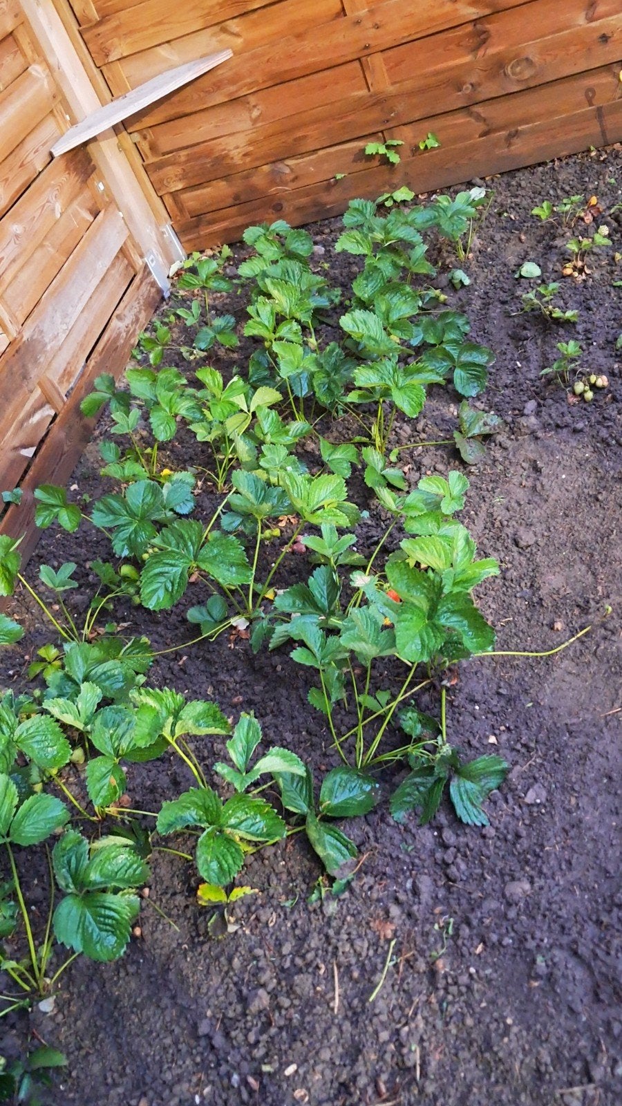 Aardbeien bio 35 planten, Ophalen, Overige soorten, Minder dan 100 cm
